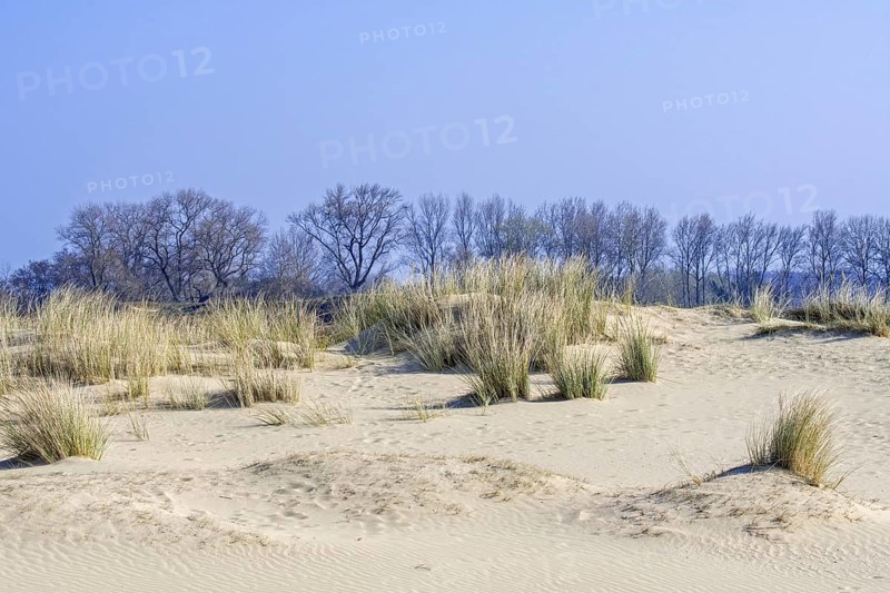 Marram grass