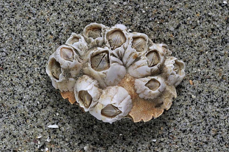 Acorn barnacles