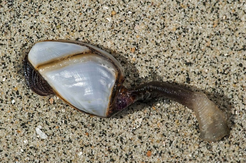 Common goose barnacles