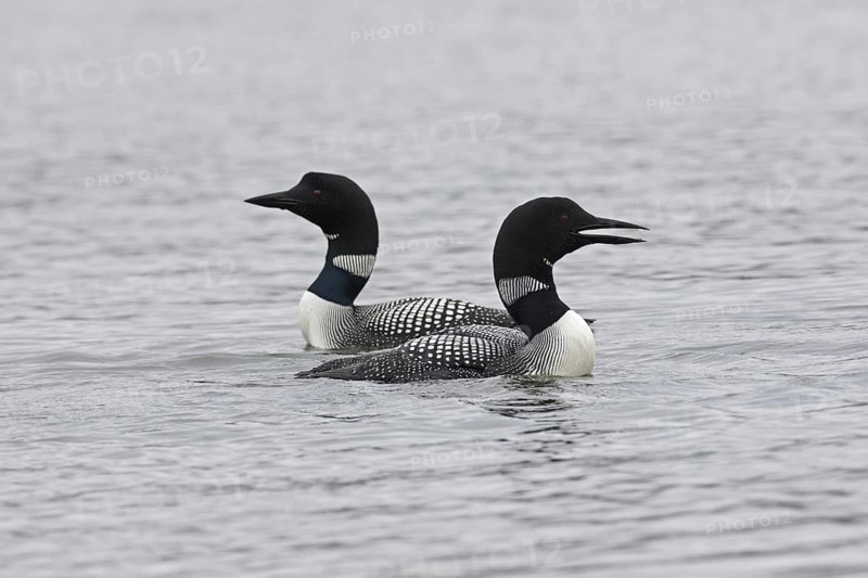 Common loon