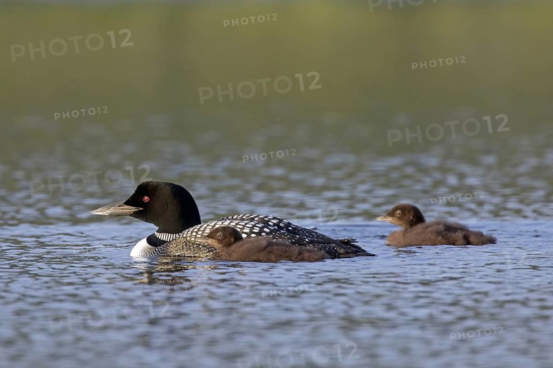 Common loon
