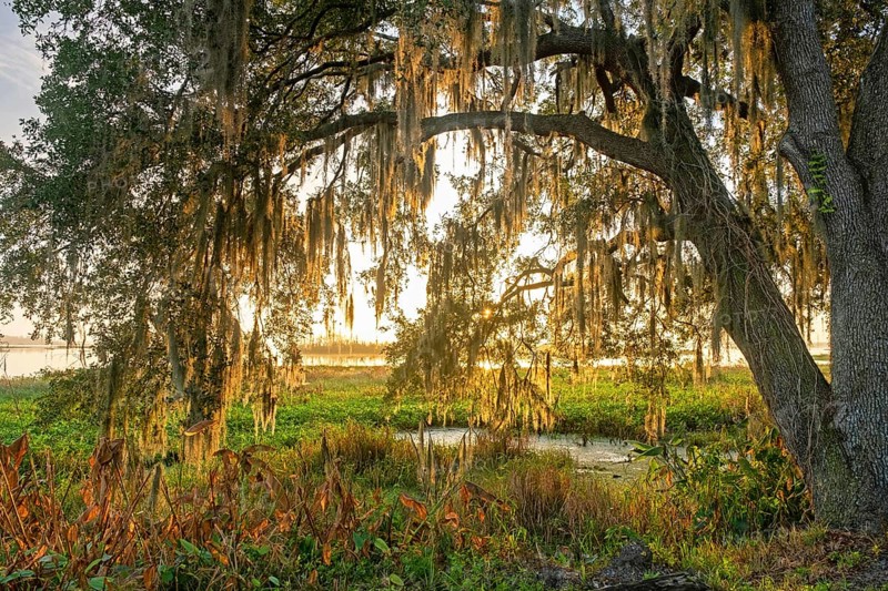 Southern live oak