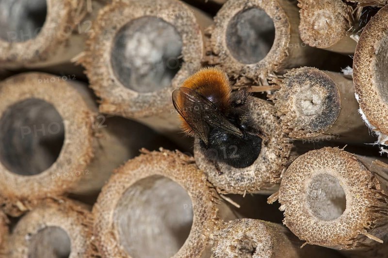 Mason bee