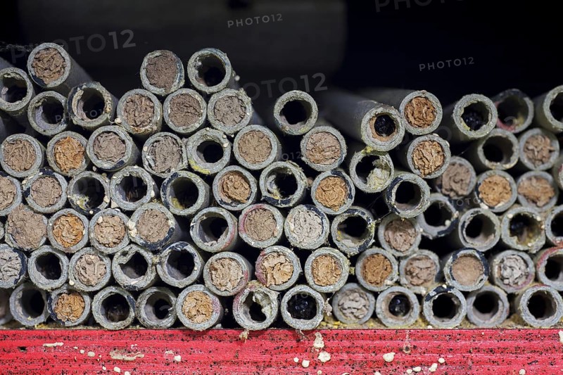 Sealed nest cavities with mud plugs by mason bees