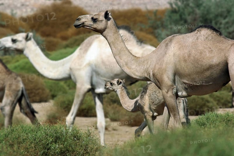 Herd of dromedary camels