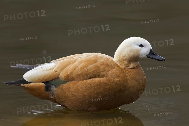 Ruddy shelduck