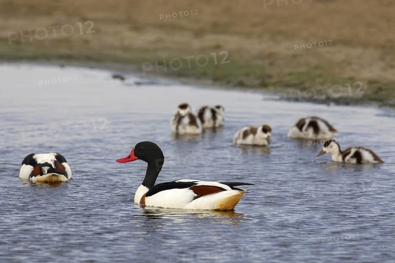 Common shelduck