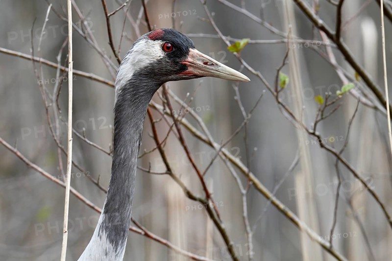 Crane