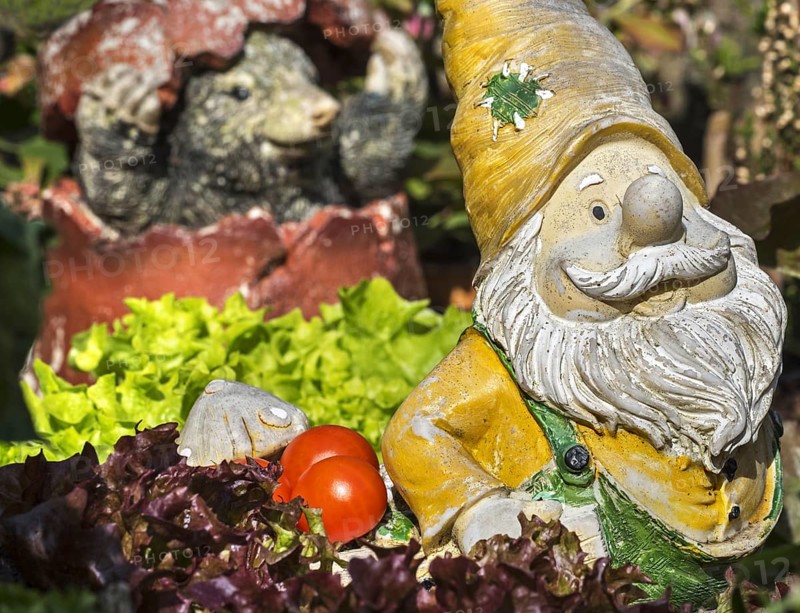 Garden gnome ornament figurine among different species of lettuce and vegetables in square foot garden in spring