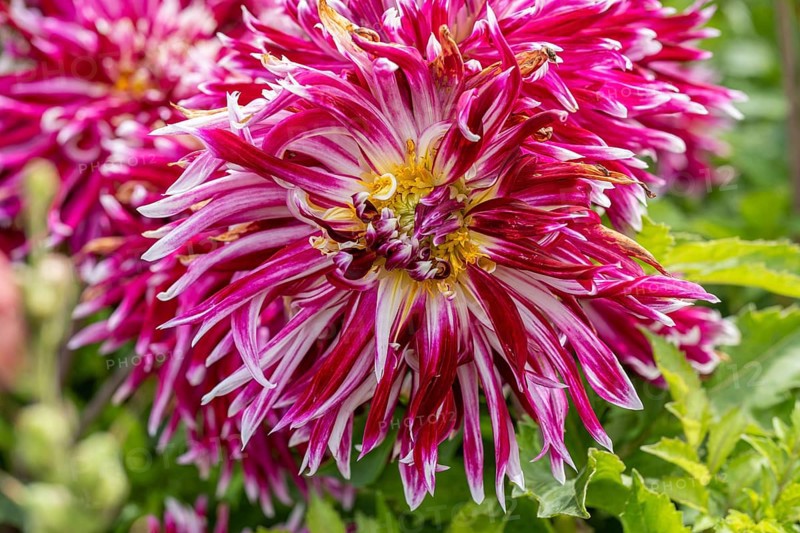 Dahlia