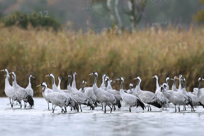 Flock of common cranes