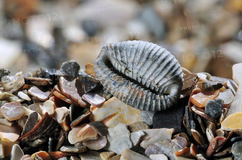 Arctic cowrie