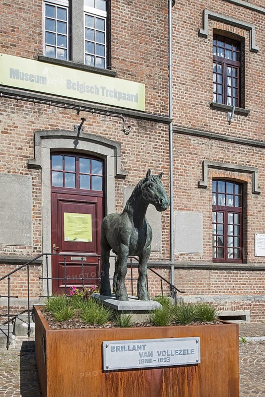 Belgian Draught Horse