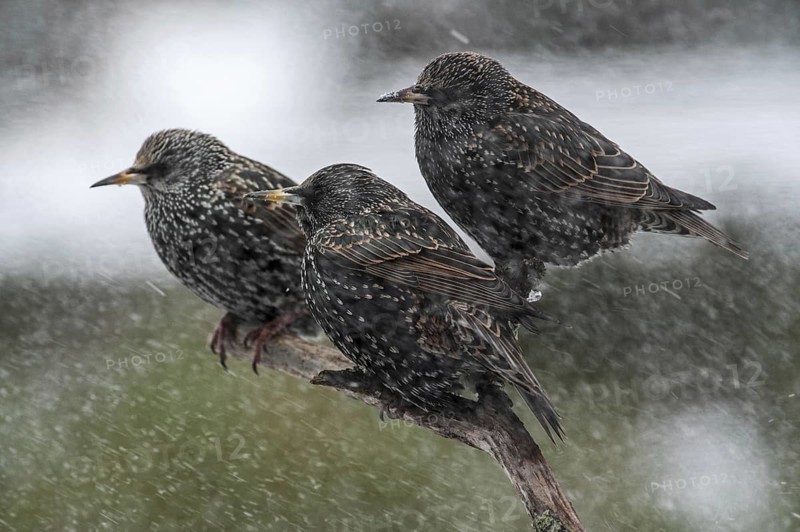 Common Starlings