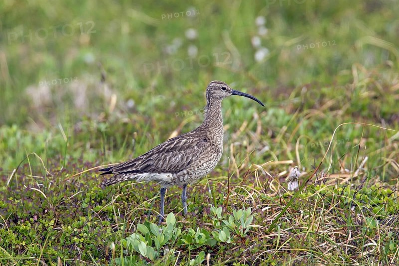 Eurasian whimbrel