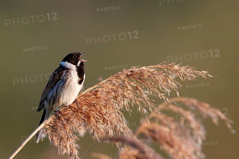 Reed bunting
