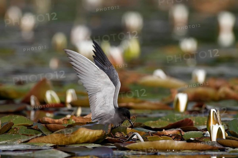 Black Tern