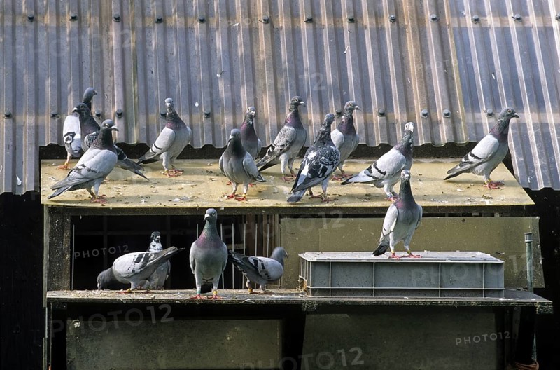 Homing pigeons