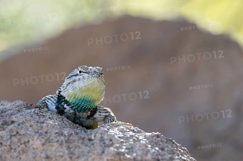Close up of male desert spiny lizard