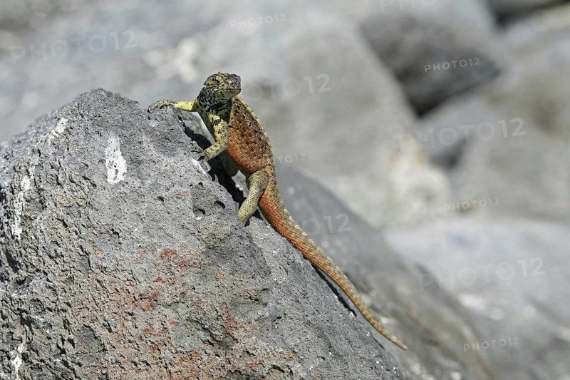 Espanola lava lizard