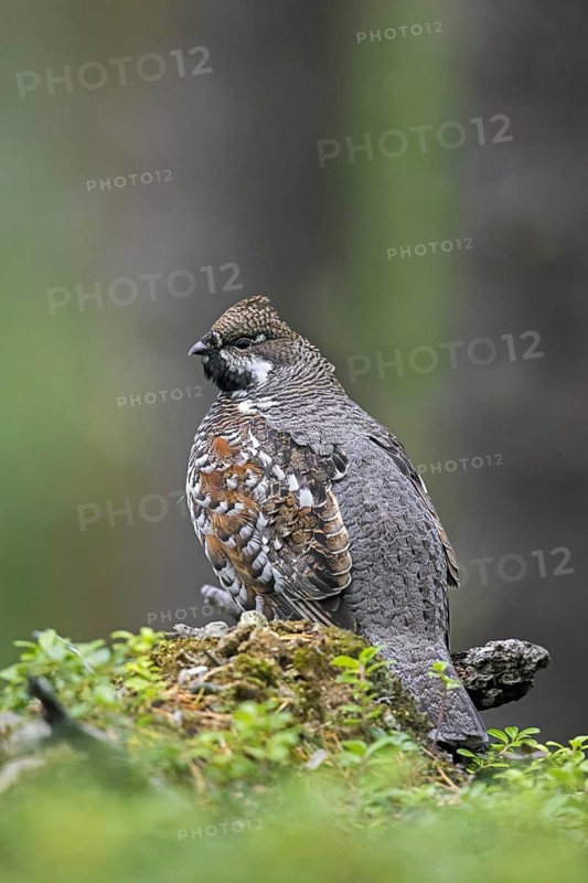 Hazel grouse