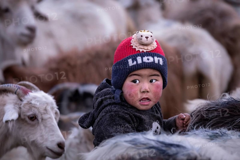 Young boy from the Changpa nomads people among goats