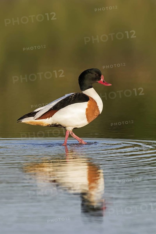 Reflection of male common shelduck