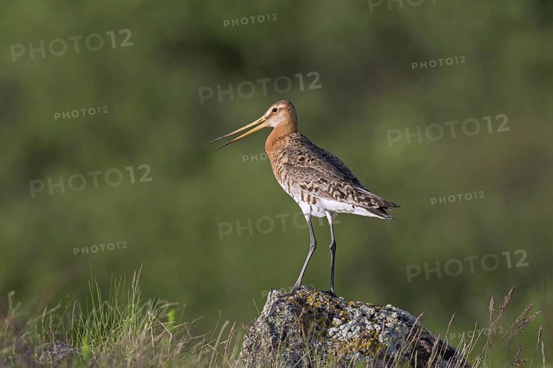 Black-tailed godwit