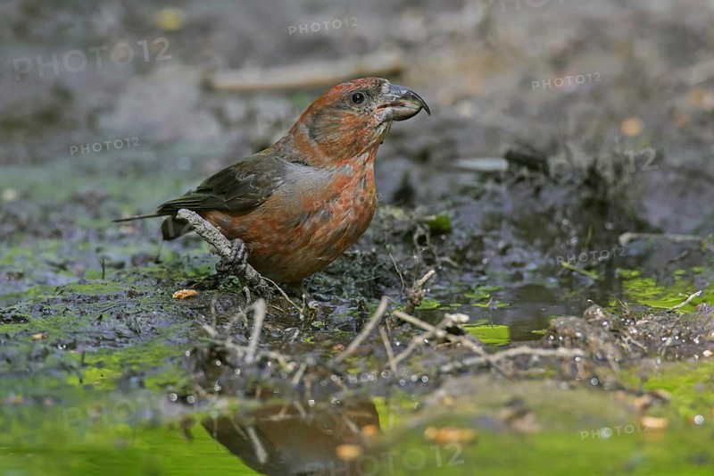 Red crossbill