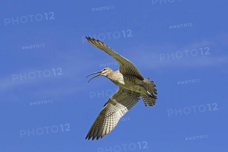 Eurasian whimbrel
