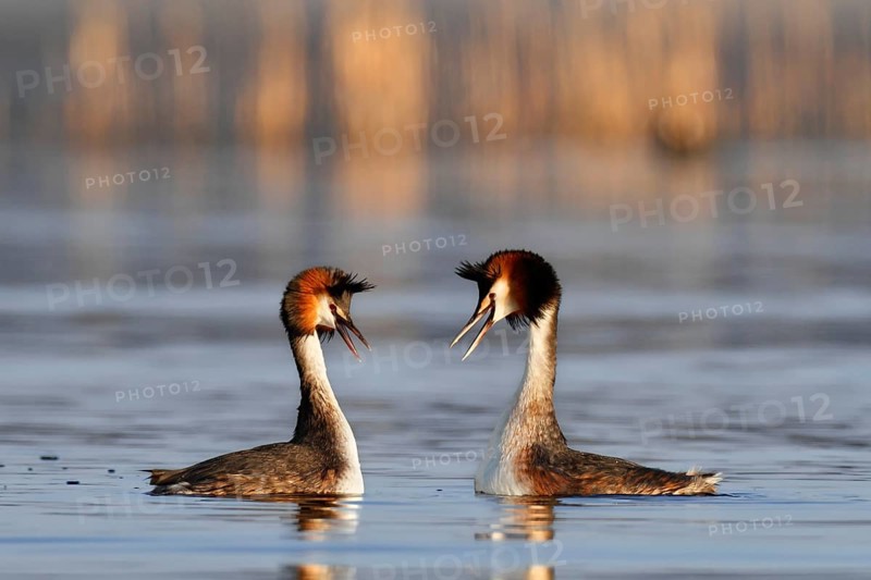 Great Crested Grebe