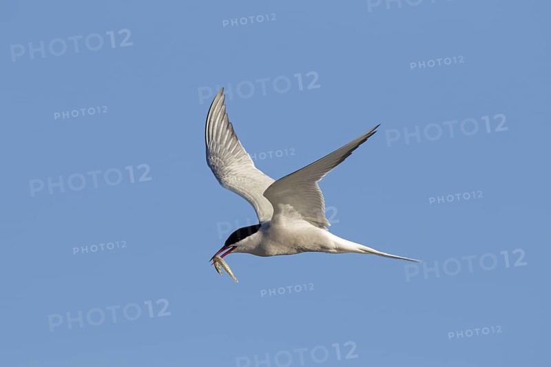 Arctic tern