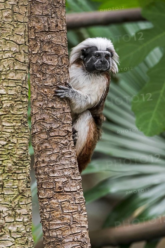 Cotton-top tamarin