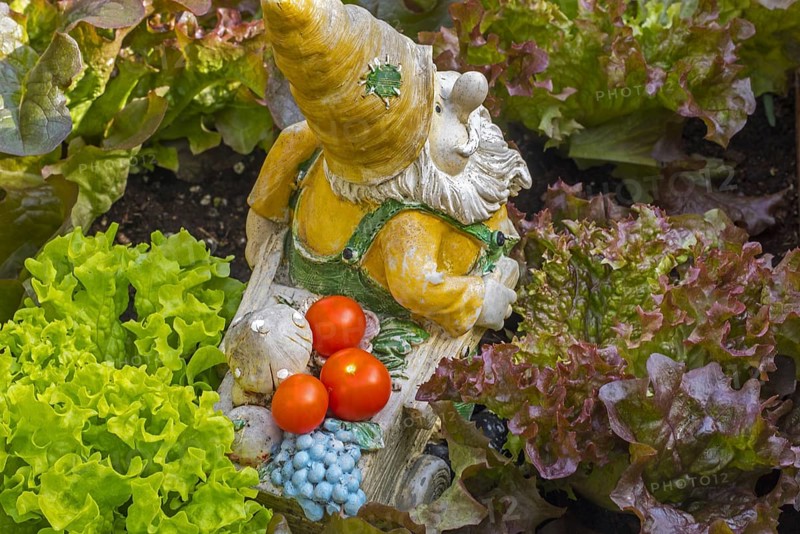 Garden gnome ornament figurine with wheelbarrow among different species of lettuce and vegetables in square foot garden in spring