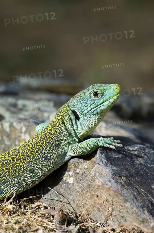 Close up of sunning Ocellated lizard