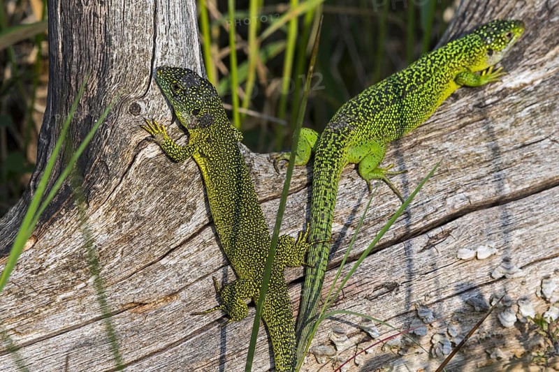 Male and female Western green lizards