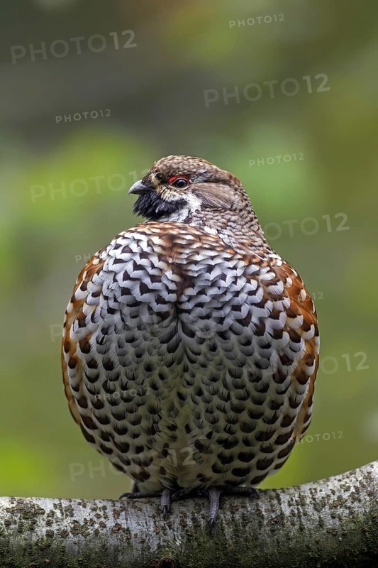 Hazel grouse