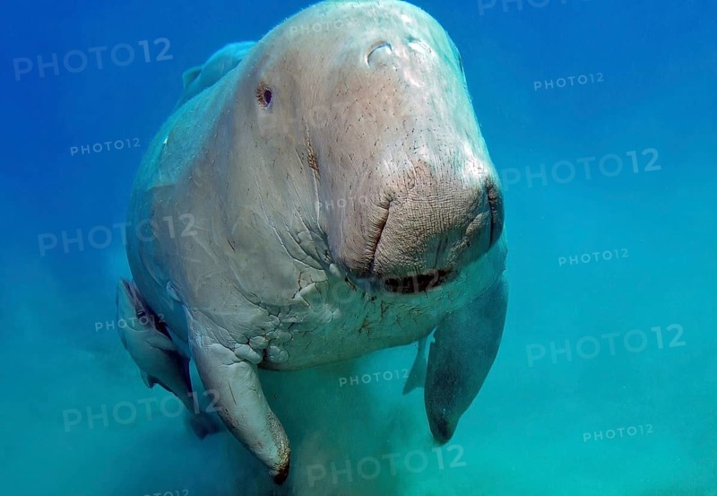 Close-up shot of manatee Fork-tailed manatee