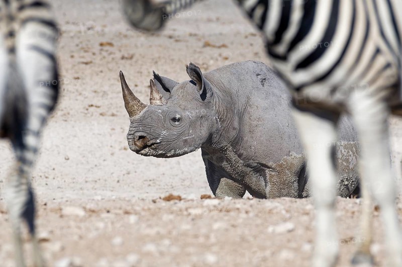 Black rhinoceros