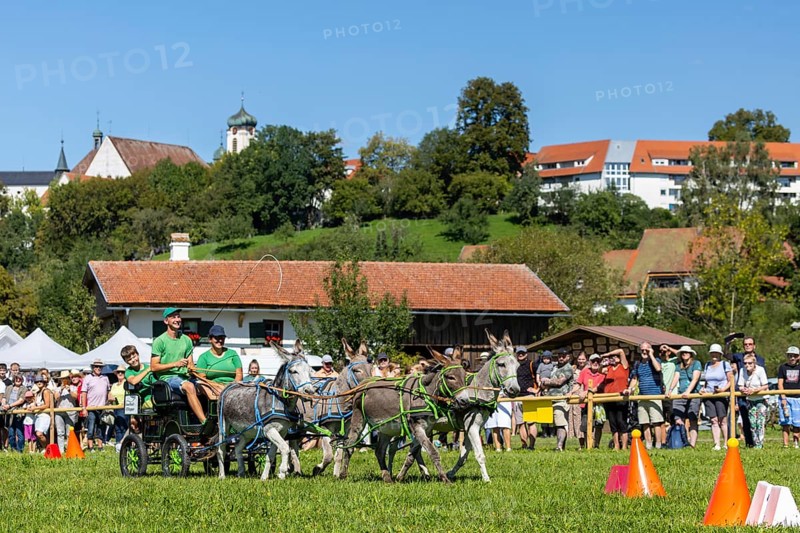 Donkey carriage driving through course