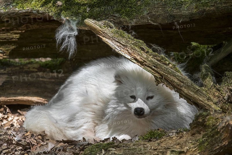 Raccoon dog
