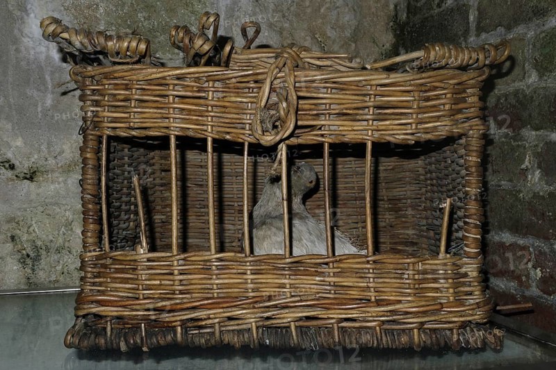 Basket with homing pigeon in museum of First World War One Fort de Vaux at Vaux-Devant-Damloup