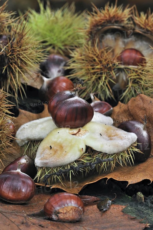 Spiny cupules and chestnuts of the sweet chestnut