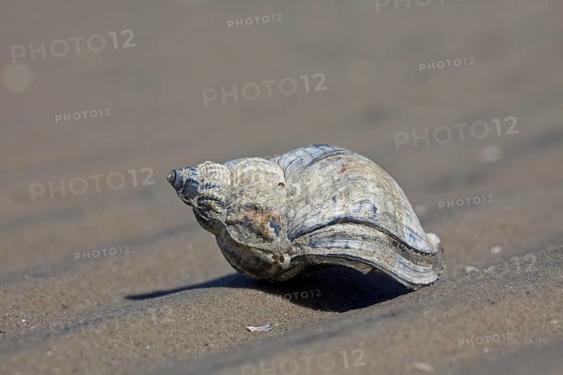 Common Whelk