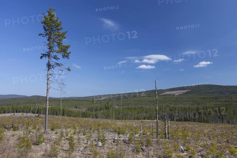 Reforestation by planting saplings in cleared coniferous forest in Dalarna