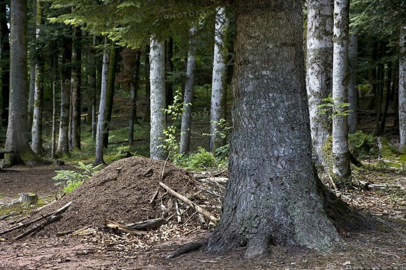 Anthill of southern wood ants