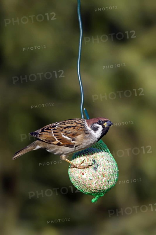 Eurasian tree sparrow