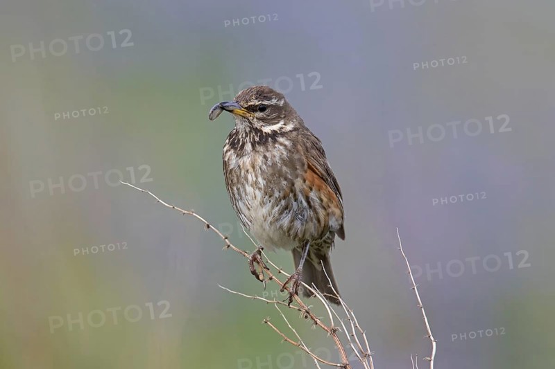 Redwing