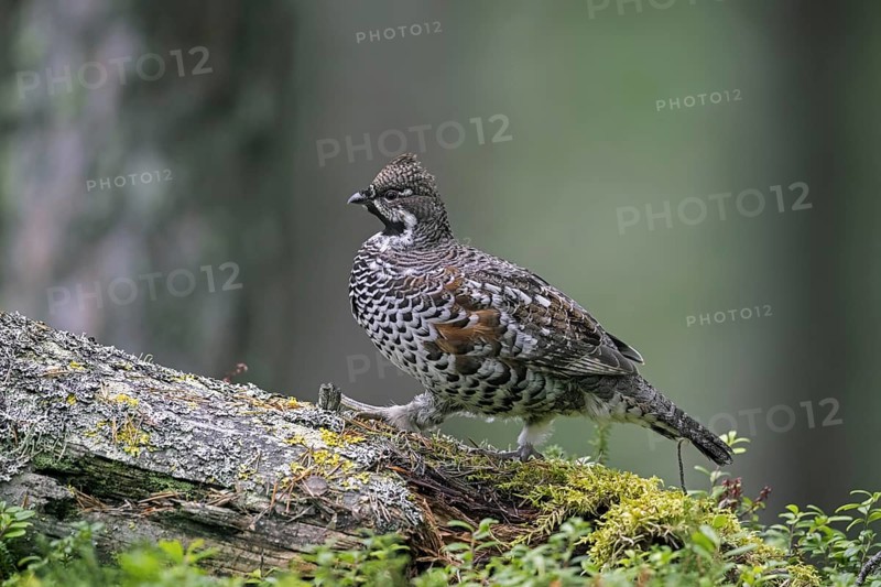 Hazel grouse