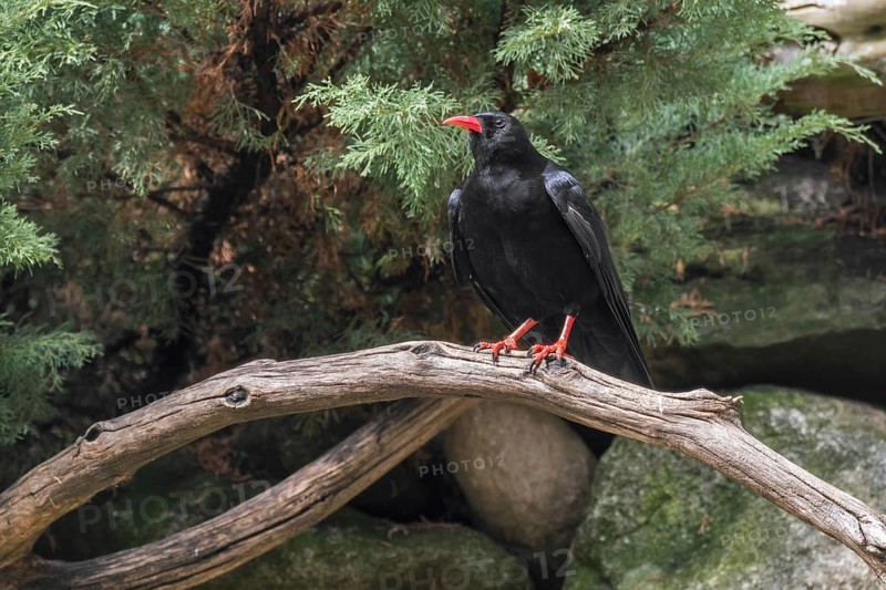 Red-billed chough
